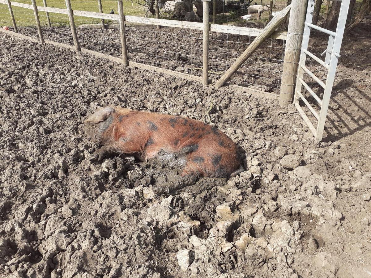 לינה וארוחת בוקר Ashton Keynes The Byre North End Farm מראה חיצוני תמונה