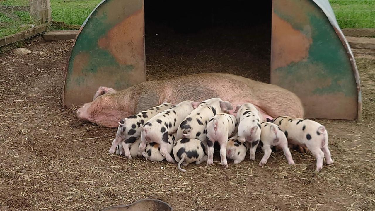 לינה וארוחת בוקר Ashton Keynes The Byre North End Farm מראה חיצוני תמונה