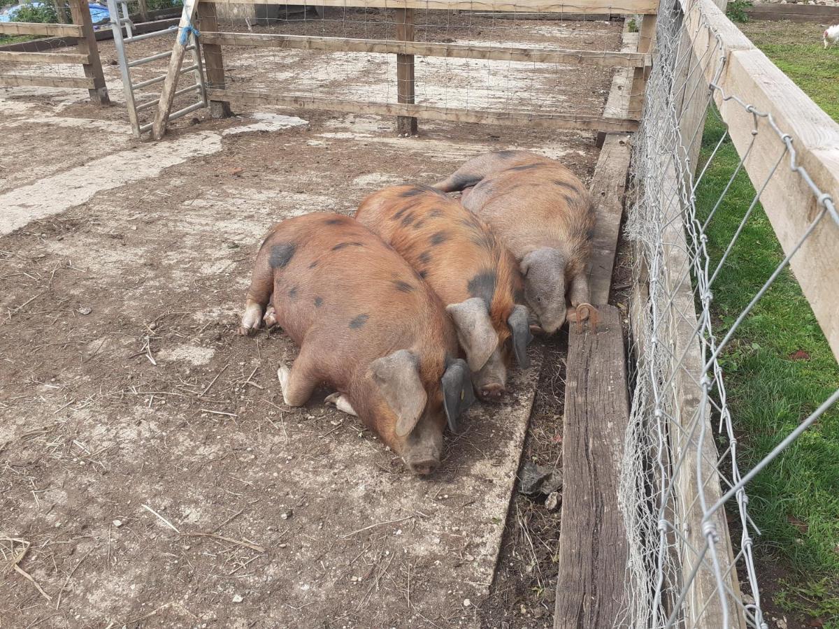 לינה וארוחת בוקר Ashton Keynes The Byre North End Farm מראה חיצוני תמונה